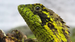 Nilgiris: A Shared Wilderness - IMDB