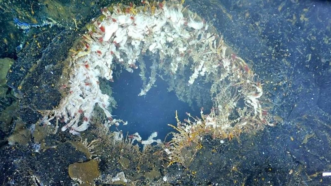 Two earthquakes after struck near the Axial Seamount, the most active volcano in the Pacific Northwest