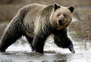 At least 63 grizzly bears have died in the greater Yellowstone Ecosystem so far this year