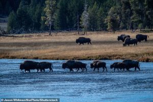 The beauty of Yellowstone National Park as a herd of bison trek through water this week