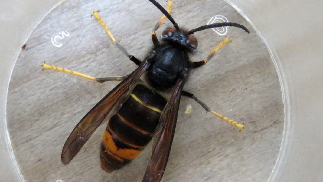 In the last week, there have been several Asian Hornet sightings in the Dundonald area of Belfast, Northern Ireland. Officials are working to establish the location of a potential nest in the area. Pictured, one of the Asian Hornets found in east Belfast. Note the distinguishing features - bright yellow leg tips and thin yellow stripes on upper abdomen 