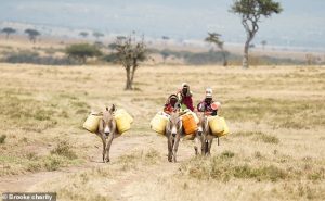 Donkeys are a key part of many families' livelihoods. Without a donkey, the work of transporting goods and water usually falls to the women and children. This prevents children from attending school and prevents women gaining more independence