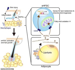 According to the researchers, the irritant causes immune cells to move into the layer of fat beneath a mouse's skin. This signals fat cells to release fatty acids that are absorbed by hair follicle stem cells, triggering hair growth