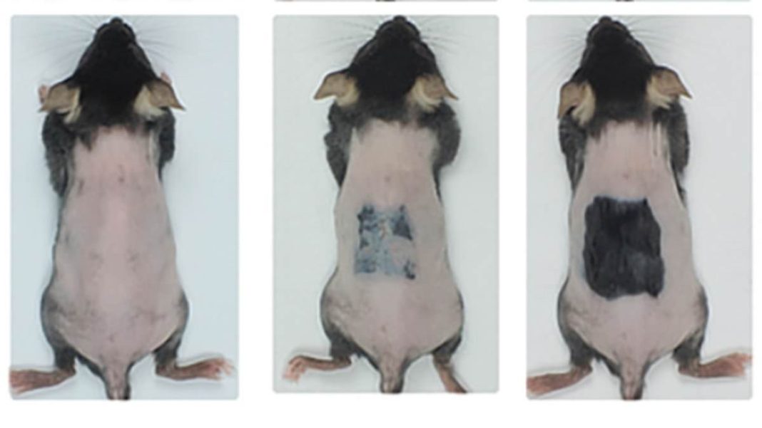 In mice, areas of skin treated with an irritant started to sprout new hair from follicles (the tiny pores on the surface of the skin)