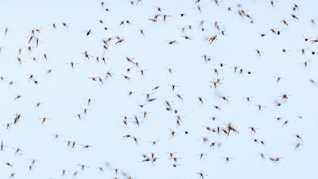 Since arriving in Iceland, the mosquitoes, which are Culiseta annulata, have demonstrated their remarkable adaptability. Pictured is a Culiseta annulata, but not in Iceland