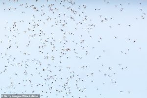 The discovery means mosquitoes are now found everywhere in the world except for Antarctica