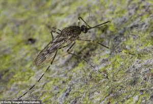 Since arriving in Iceland, the mosquitoes, which are Culiseta annulata, have demonstrated their remarkable adaptability. Pictured is a Culiseta annulata, but not in Iceland