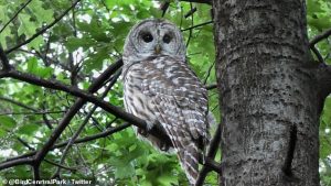 The US Fish and Wildlife Service has proposed culling 500,000 Barred Owls that are encroaching on spotted owls' territory