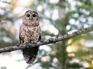 The plan was due to Barred Owls out competing Spotted Owls (pictured)