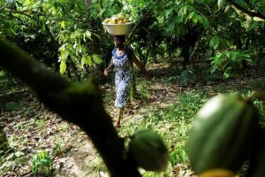 A labourer carries harvested cocoa pods at a farm in Assin Foso, Ghana November 21, 2024.