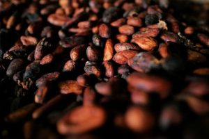 Sun-dried cocoa beans inside a warehouse in Assin Foso, Ghana, November 20, 2024.