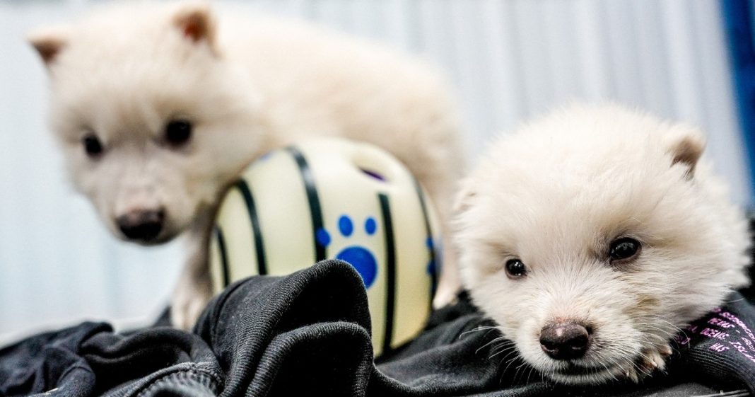 Colossal Biosciences' dire wolves, Romulus and Remus, at age one month, born Oct. 1, 2024.