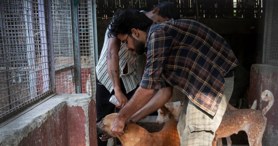 Veterinarian Rahul Malik administering a treatment to a dog at Dulari Animal Care Centre in Noida, India, this month.