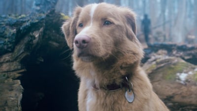 Good Boy dog Indy wants an Oscar too.