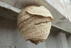 Asian hornet nests are made out of wood fibres and saliva. Unfortunately, all wasp and hornet nests look similar, so the best way to identify a nest is to see the bug living in it. This is tricky because experts advise keeping your distance. Pictured, an Asian Hornet nest near Canterbury, Kent, May 2024