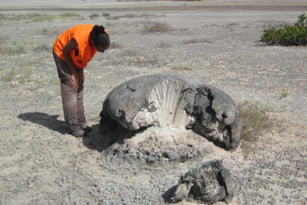 Papua earthquake shakes buildings as residents flee from pawn shop