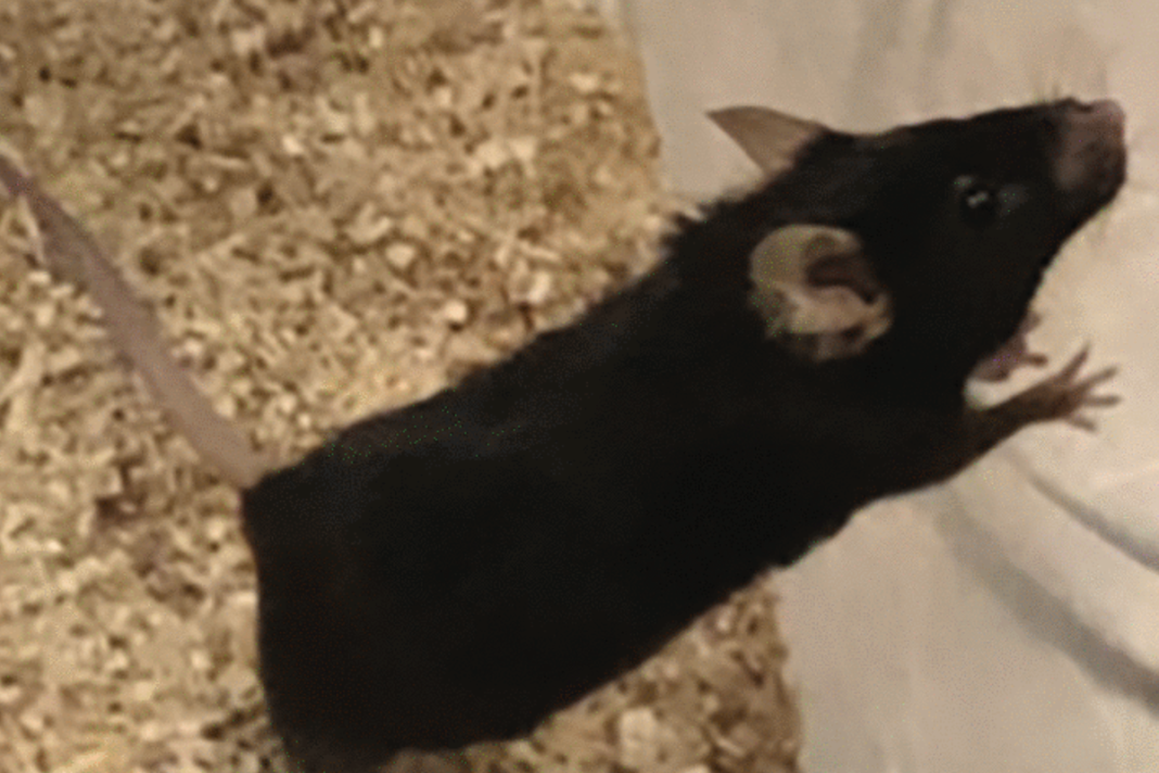 Spending time with dogs slows female ageing