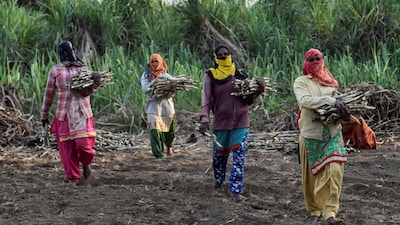 The All-India Consumer Price Index (CPI) for Agricultural Labourers fell by 0.11 points to 136.23 in September 2025, while the index for Rural Labourers declined by 0.18 points to 136.42 during the month.