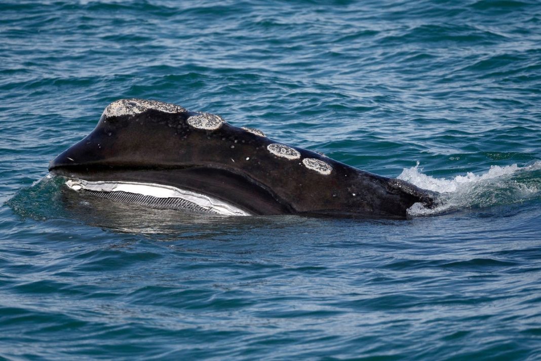 Endangered North Atlantic right whale spotted nursing calf
