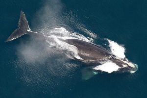 This image provided by NOAA shows a North Atlantic right whale in the waters off New England on May 25, 2024
