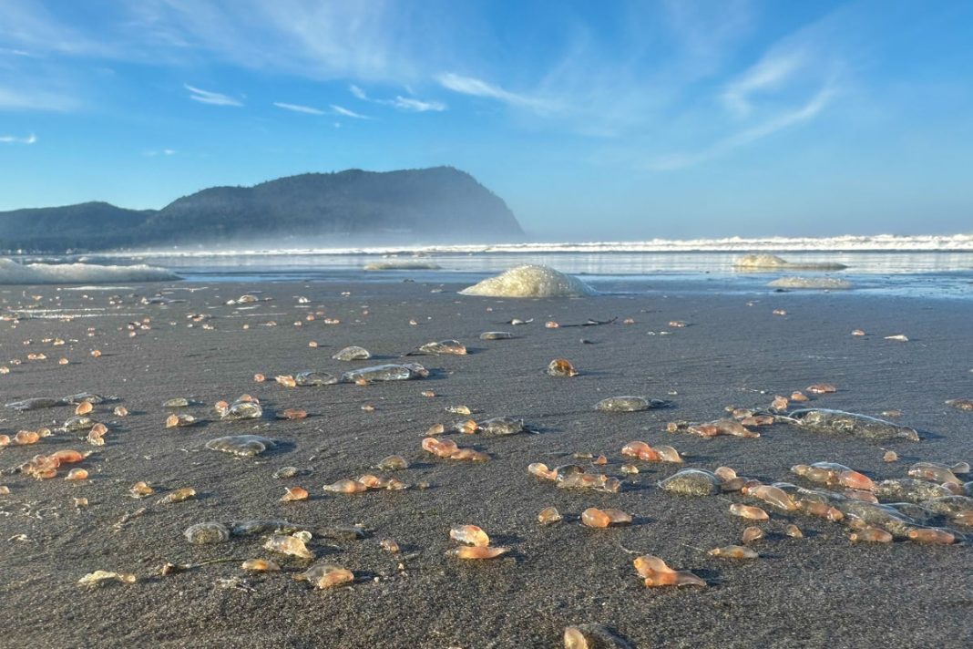 This photo provided by Seaside Aquarium shows skin breathing sea cucumbers sitting on a beach in Seaside, Ore., on Tuesday, Oct. 21, 2025. (Tiffany Boothe/Seaside Aquarium via AP)