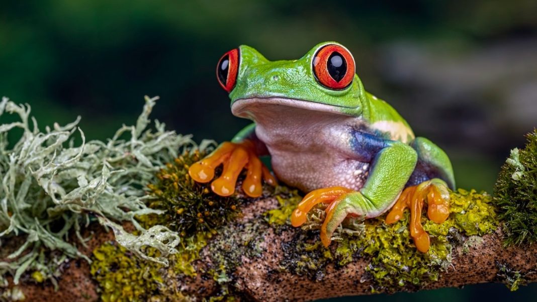 The team found no evidence of increasing extinctions due to climate change in recent centuries, though they acknowledged climate remains a threat. (Photo: Getty)