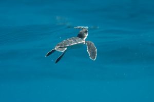 A green sea turtle baby swims up to the surface.