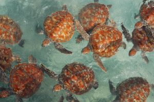 In one positive, green sea turtles are rebounding thanks to conservation efforts.