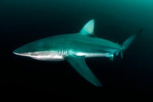 Dusky sharks can be identified by their sloped dorsal fin
