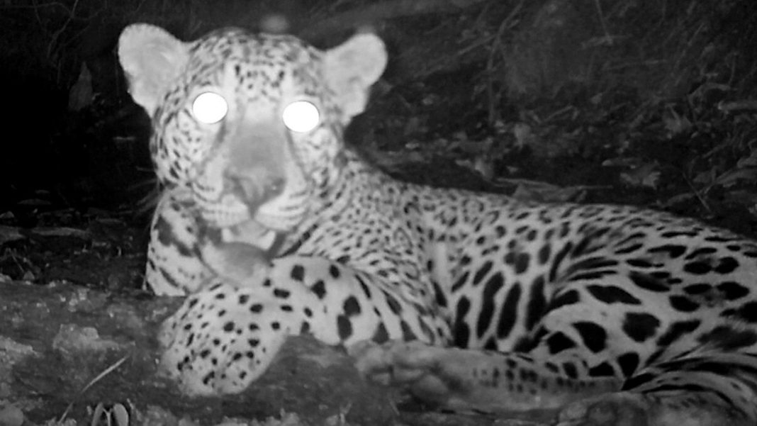 A jaguard posing for the camera trap. (Photo: WCS, WSU, OMYC, CONAP, ACOFOP, Coypu)