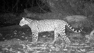 An Ocelot captured on camera trap. (Photo: WCS, WSU, OMYC, CONAP, ACOFOP, Coypu.)