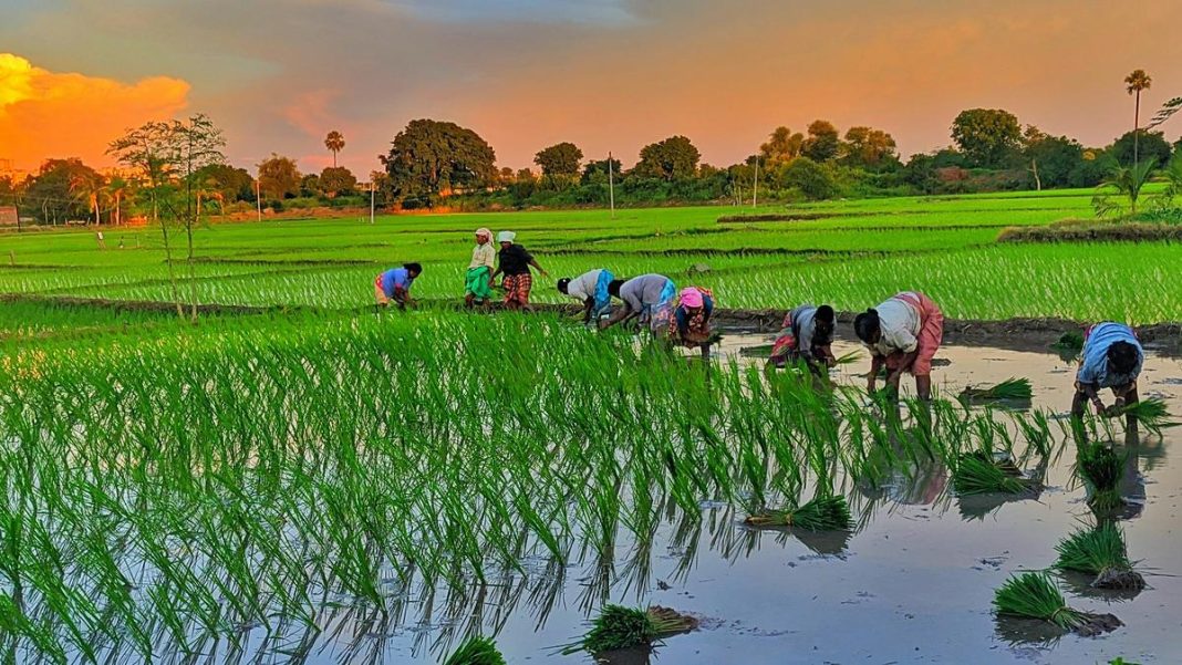 Researchers reported that newly cultivated paddy regions like the US, southern Europe, and northeast China are more vulnerable to straighthead disease outbreaks than ancient rice-growing regions in South and Southeast Asia. | Photo Credit: Prahlad Inala/Unsplash