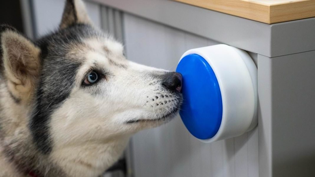 Scientists have created a button that allows dogs to control household appliances, even turning on the kettle to make you a cup of tea
