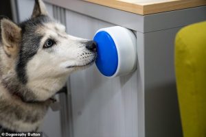 Scientists have created a button that allows dogs to control household appliances, even turning on the kettle to make you a cup of tea