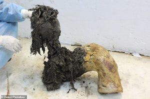 One of Yuka¿s legs, illustrating the exceptional preservation of the lower part of the leg after the skin had been removed, which enabled recovery of ancient RNA molecules