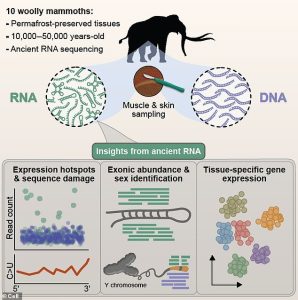 Scientists gained access to exceptionally well-preserved mammoth tissues unearthed from the Siberian permafrost, still containing RNA molecules frozen in time