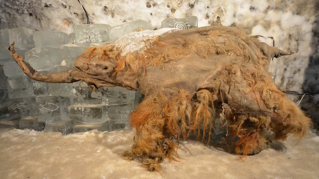 The researchers were able to identify tissue-specific patterns of gene expression in frozen muscle remains from Yuka, a juvenile mammoth (remains pictured)