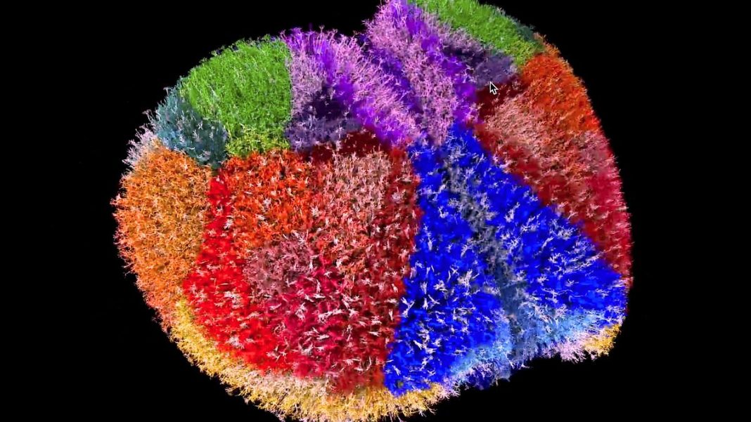 The image is a detailed simulation of the whole mouse cortex neuron by neuron. It represents 'spontaneous' activity of the cortex in a resting state. Neurons are colored by cortical area and marked with a light flash when active. Only 1 per cent of neurons are shown for clarity