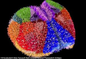 The image is a detailed simulation of the whole mouse cortex neuron by neuron. It represents 'spontaneous' activity of the cortex in a resting state. Neurons are colored by cortical area and marked with a light flash when active. Only 1 per cent of neurons are shown for clarity