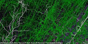 The incredibly detailed brain simulation shows a dense forest of neurons - otherwise known as nerve cells, which transmit electrical and chemical signals to enable communication