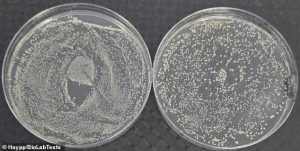 Lab experiments suggest the warm, moist environment of a vape mouthpiece can quickly become a breeding ground for bacteria and fungi if not cleaned regularly. Pictured, swab results of the vape mouthpiece after two weeks