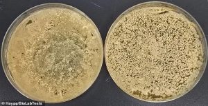 Image of swab results for mould and yeast on the body of the vape taken after two weeks