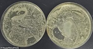 The vape mouthpiece had the highest levels of contamination. Pictured, image of swab results for mould and yeast on the mouthpiece of the vape taken at two weeks