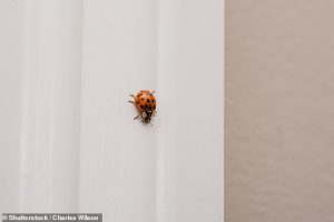 While the normal ladybug is red with seven spots, Asian lady beetles are typically orange and have fewer markings