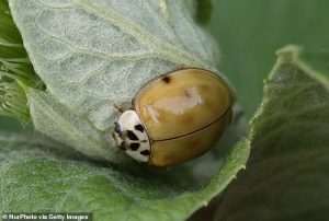 The Asian lady beetle (Harmonia axyridis) is an invasive species that looks very similar to the US ladybug, bug can bite humans and infest homes