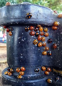Asian lady beetles have spread to nearly every state in the US after being brought to the country to fight crop-killing pest in 1916