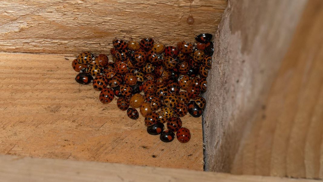 The Asian lady beetle (Harmonia axyridis) is an invasive species that looks very similar to the US ladybug, bug can bite humans and infest homes