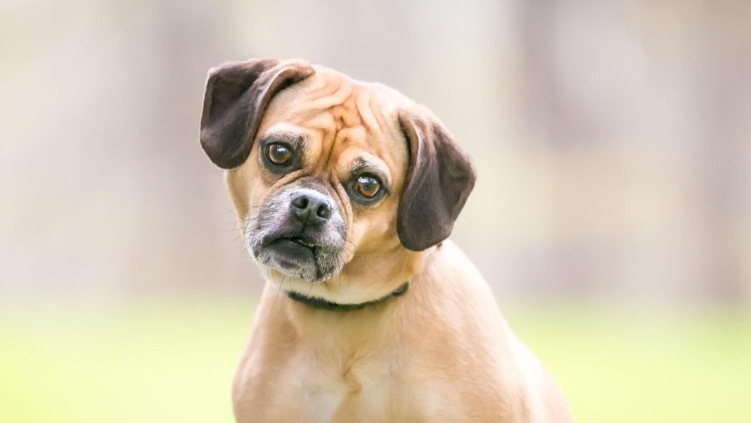 There is no formal diagnosis for dogs, but experts have shared signs to help owners spot the disorder 