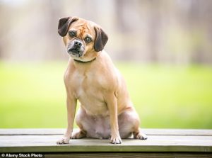 There is no formal diagnosis for dogs, but experts have shared signs to help owners spot the disorder