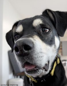 The behaviors typically fall into three broad areas: repetitive actions, social interaction changes and sensory sensitivities